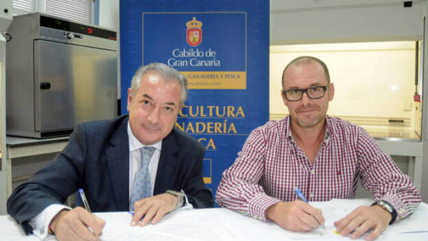 El Cabildo y la empresa FCC firman un convenio para detectar y combatir las plagas de las palmeras canarias censadas en la capital