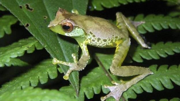 Descubren 126 nuevas especies de flora y fauna en la región del Gran Mekong