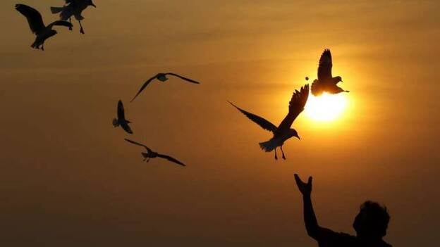 Gaviotas que huyen del frío