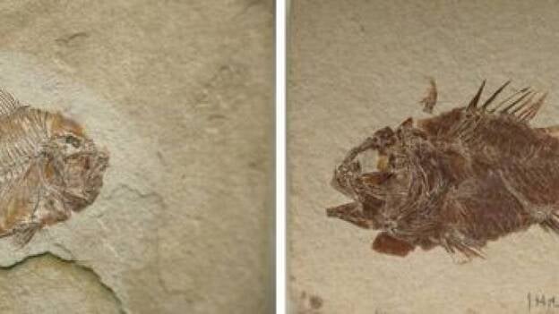 Descubren especies de peces de 110 millones de años de antigüedad en México