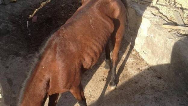 Hallan tres caballos en mal estado en Arico