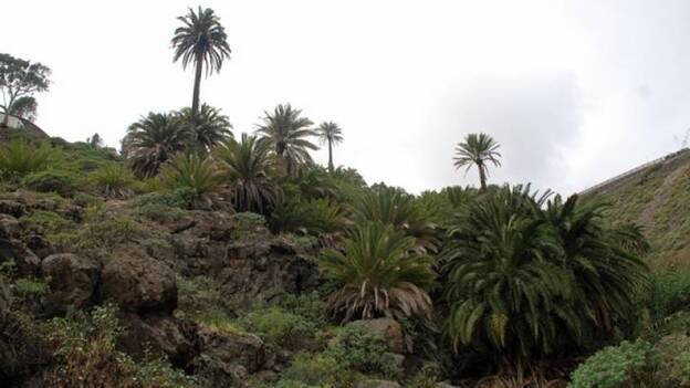 El Ayuntamiento de Moya está preocupado por la salud del palmeral de Cabo Verde