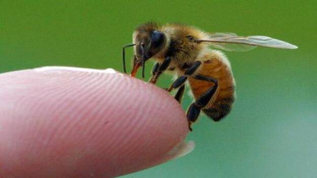 La acupuntura según las abejas