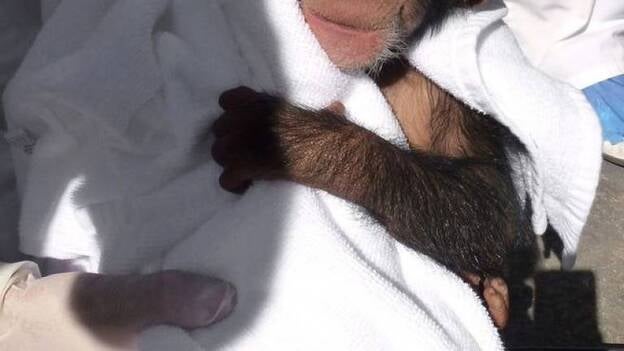 Loro Parque acoge a una familia de 7 chimpancés procedente de otro centro