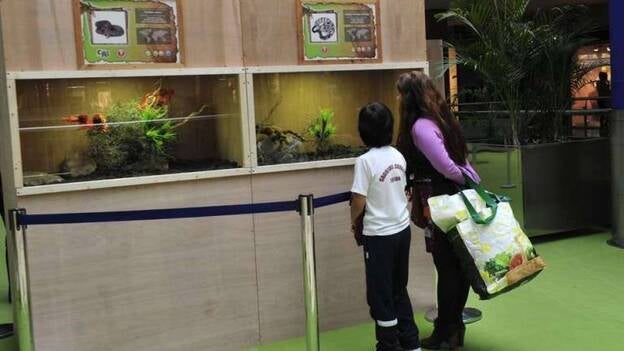 Reptiles en el CC Siete Palmas