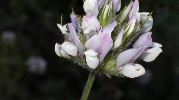 Estudian una planta para evitar el rechazo en trasplantes de órganos y médula