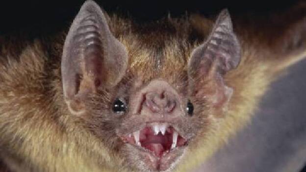 Los murciélagos almacenan un virus parecido al de la hepatitis C