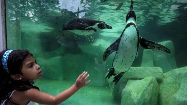 12 nuevos inquilinos en el zoo de Guatemala