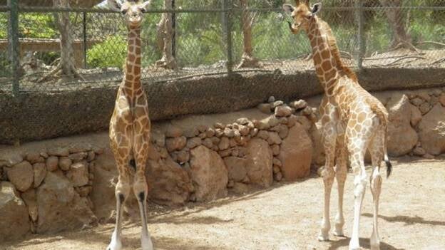 Oasis Park 'suma' una nueva jirafa a su colección de animales