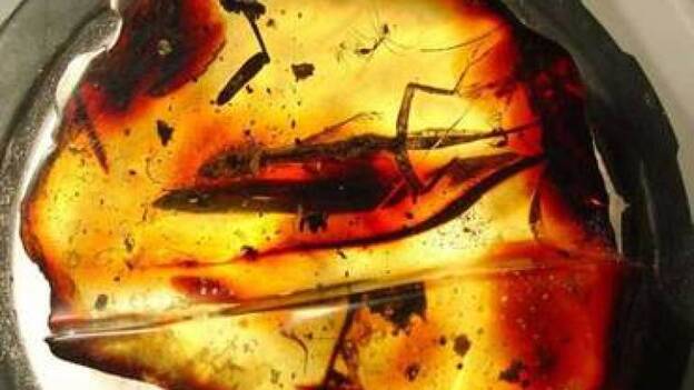 Descubren en México una lagartija de 23 millones de años preservada en ámbar