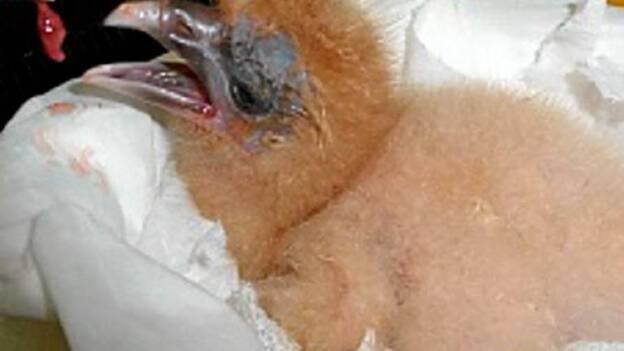 Nace en Gran Canaria el primer guirre enjaulado