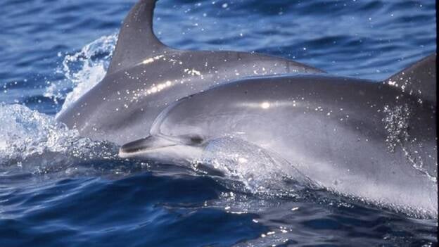 El delfín, el animal con más memoria