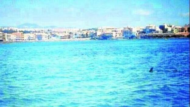 Divisan tres tiburones entre Salinetas y Melenara