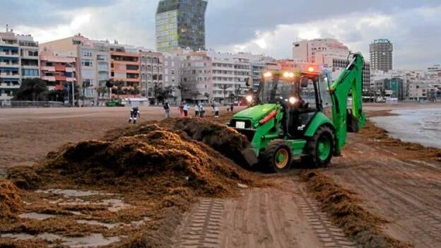 Las algas de la playa: grandes desconocidas con un enorme valor ecológico