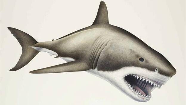 Encuentran en Canarias fósiles de megalodón, el tiburón más grande que ha existido