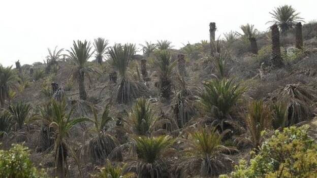 Gran Canaria convoca una reunión de expertos sobre el estado de palmerales