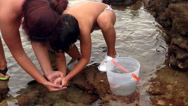 Las Canteras, una guardería de meros