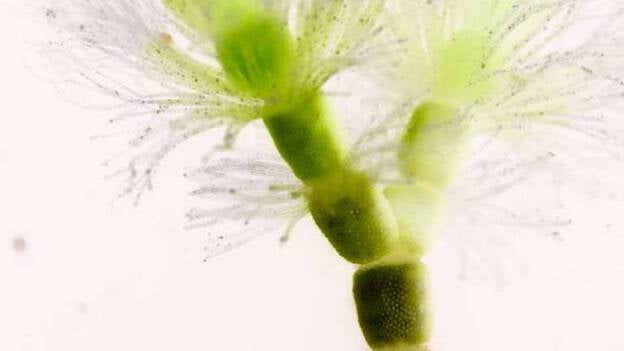 Las Canteras, el mejor plató para la foto submarina