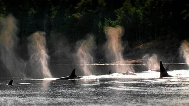 ¿Qué precio debemos pagar para ver las orcas en cautividad?