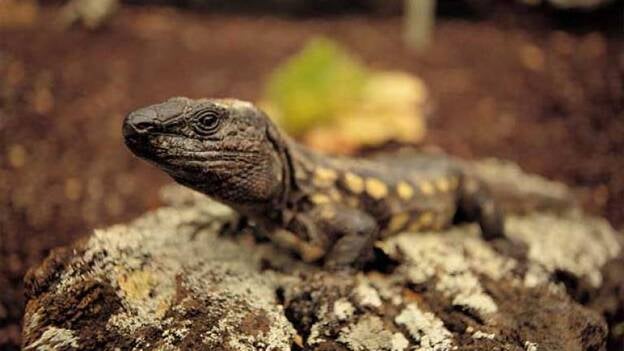 Los Roques de Salmor, posibles salvadores del lagarto gigante de El Hierro