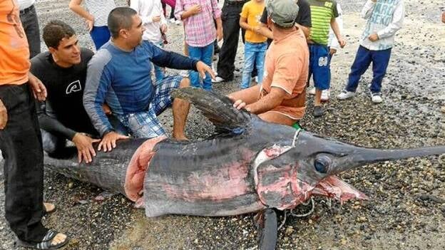 Doble hazaña para pillar un pez espada de 200 kilos en Arinaga