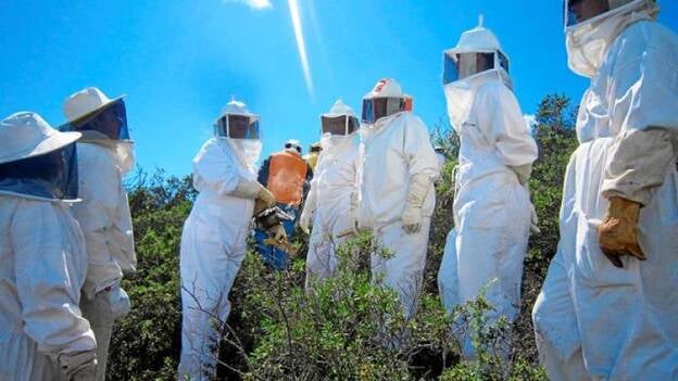 Apis melifera única en el mundo