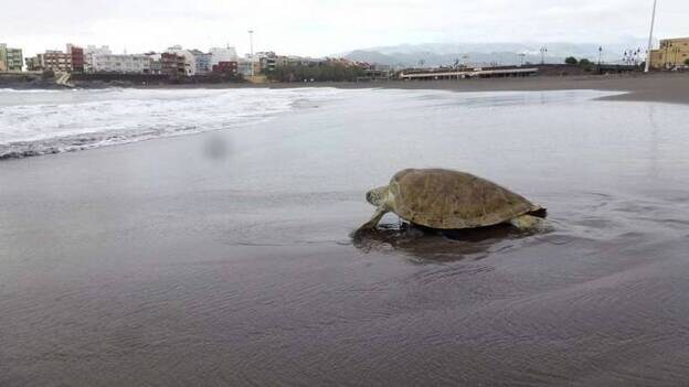 El mar acoge a "Quelonia", la tortuga salvada de una muerte a machetazos