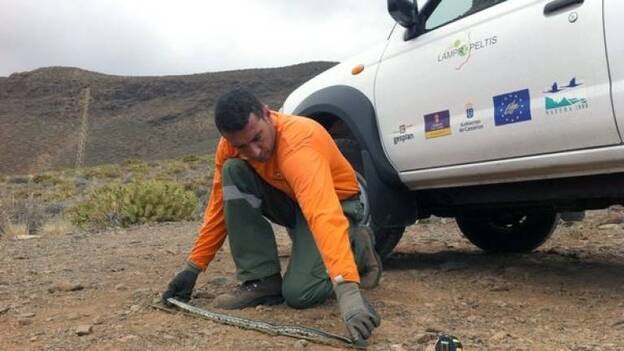 Se capturaron 573 ejemplares de culebra real de California en 2013