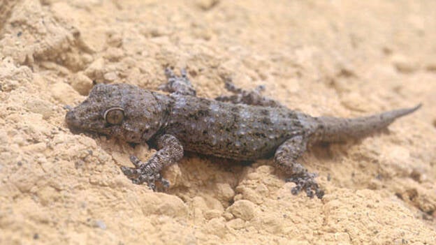 La Universidad de Oporto estudiará lisa, perenquén y lagarto de La Gomera
