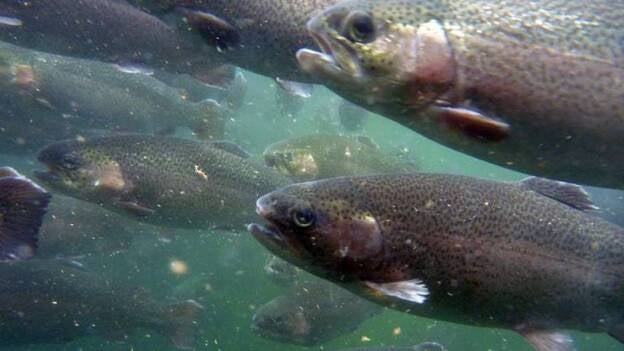 Las truchas colombianas, un caso de éxito