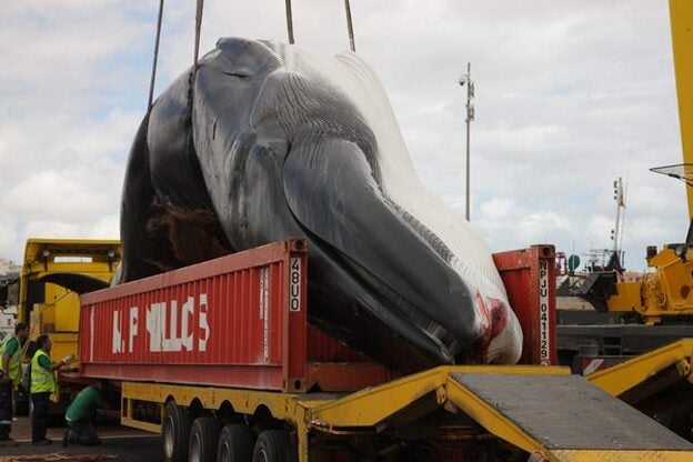 Ballena varada en una playa de Fuerteventura