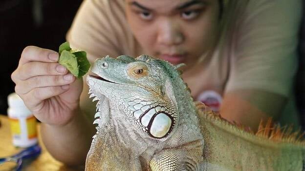 El café de las mascotas
