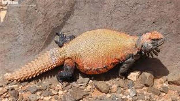 Un lagarto en extinción por el apetito que despierta en Arabia Saudí
