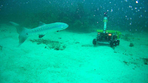 La vida marina en El Hierro, aún mejor que antes de la erupción