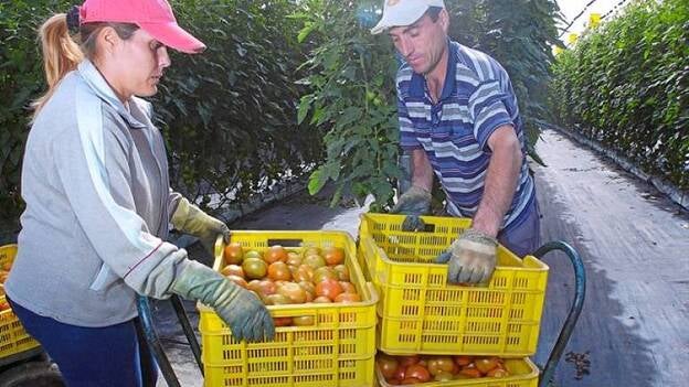 La zafra superará los 18 millones de kilogramos
