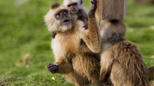 Exotismo animal en Caracas