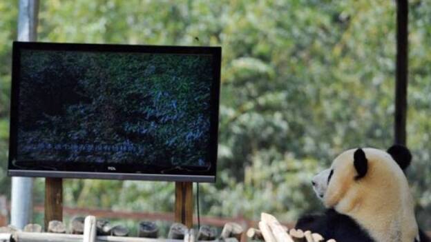 La televisión cura a una osa panda deprimida en el sur de China