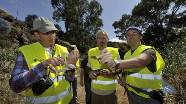 Extinguir las serpientes en Gran Canaria, tarea imposible