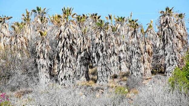 Otro centenar de palmeras se secan junto a la GC-1 en el Sur