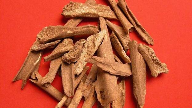 Los animales aborígenes aportan nuevos datos sobre la sociedad guanche