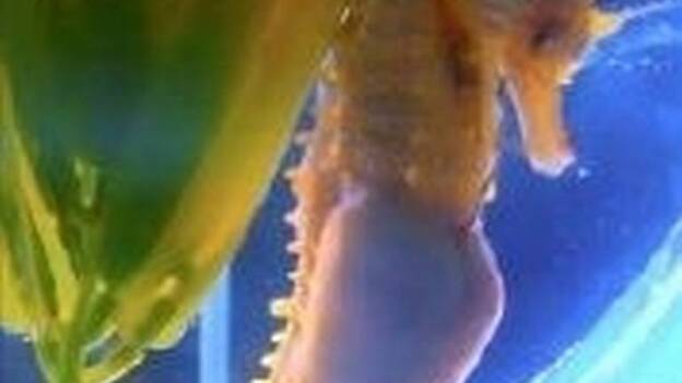 Una tesis del CSIC establece una metodología para la cría del caballito de mar narizón, una especie protegida