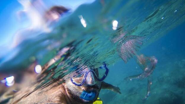 Aguavivas invaden Risco Verde (Agüimes)