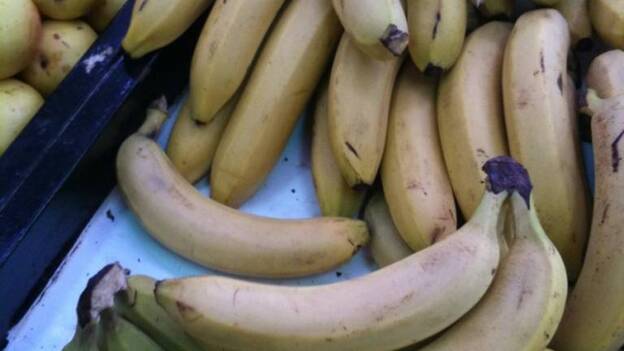 Estudian cultivar nuevas especies de plátano para ampliar la oferta