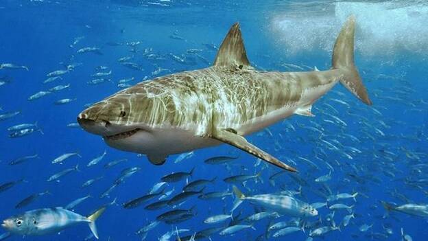 Piden que Canarias se considere un santuario de tiburones y rayas
