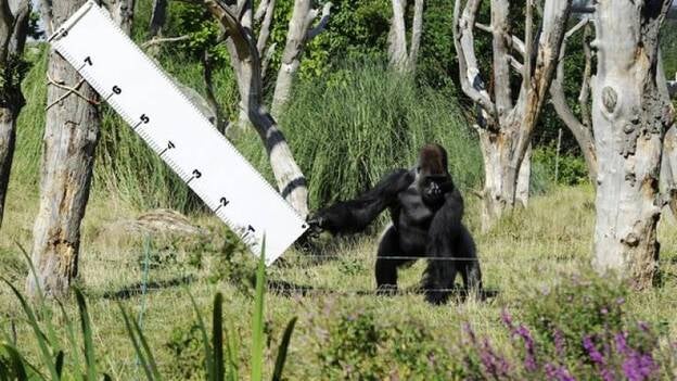 Peso y recuento en el Zoo de Londres