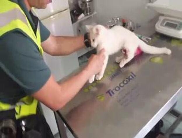 Le salvan la vida a un gatito atrapado