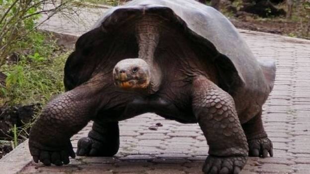 Muere la tortuga gigante "Pepe, El misionero", un símbolo de las Islas Galápagos
