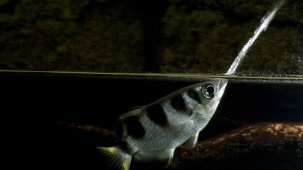 Atribuyen al pez arquero una cualidad exclusiva de los humanos