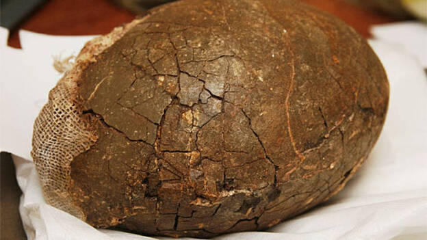 Hallan un nuevo huevo fósil de 'ratite' en los yacimientos paleontológicos de Órzola