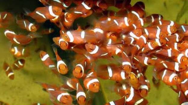 Las crías de pez payaso pueden nadar hasta 400 kilómetros en busca de un hogar